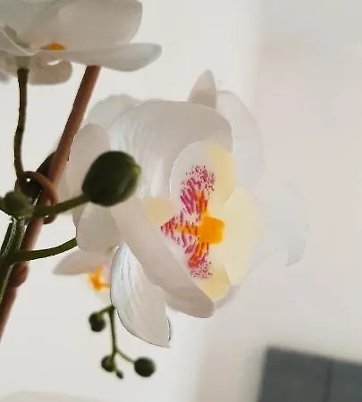 Happy 公寓 波尔蒂芒